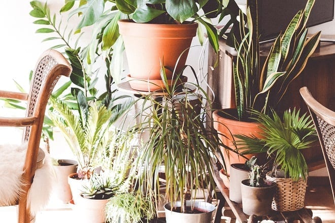 Easiest House Plants To Keep Alive